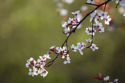 Close-up of cherry blossoms