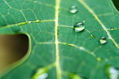 Close-up of raindrops on leaves