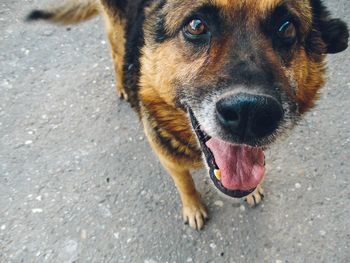 Portrait of dog on street