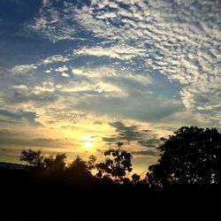 Silhouette of trees at sunset