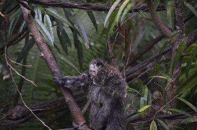 Monkey sitting on tree branch