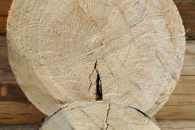 Close-up of tree stump in forest