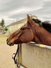Close-up of a horse in ranch