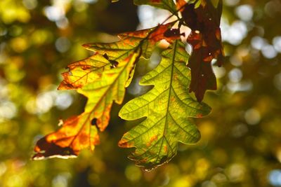 Changing leaves with blurred background