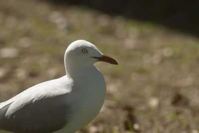 Close-up of bird