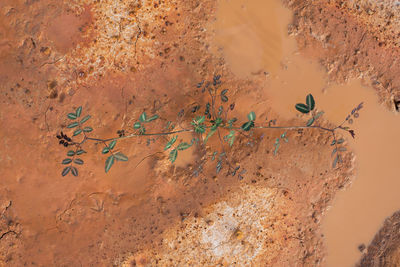 High angle view of birds on wall