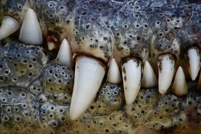 Close-up of fish in sea