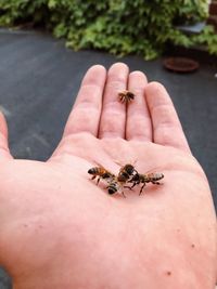 High angle view of insect on hand