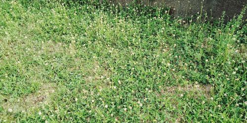 Full frame shot of grass on field