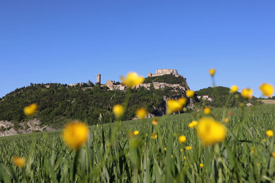 Yellow flowering plants on field against clear blue sky