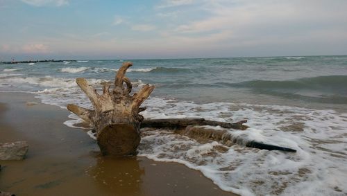 Driftwood on beach against sky