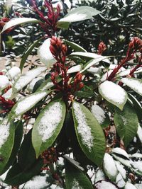 Close-up of wet plant during winter