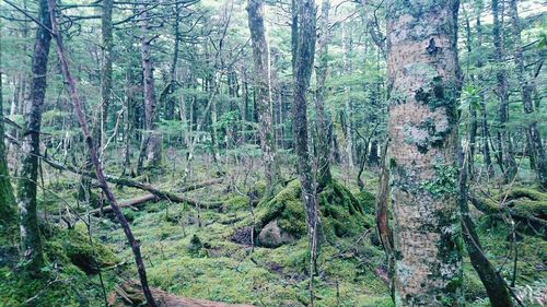 Trees in forest