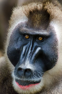 Close-up portrait of monkey