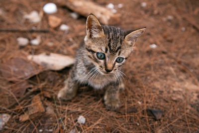 High angle view of cat on field