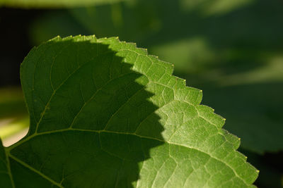 Close-up of green leaves