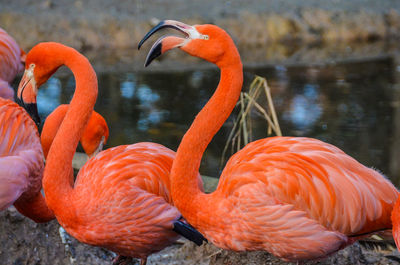 Flamingos in a lake