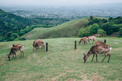 Horses in a field