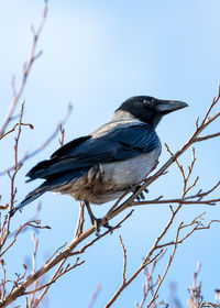 Low angle view of bird perching on tree