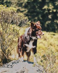 Dog looking away on field