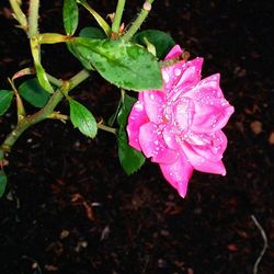 Close-up of pink rose blooming outdoors