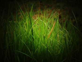 Close-up of fresh green grass in field