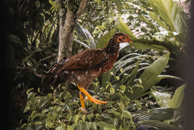 Bird perching on a plant