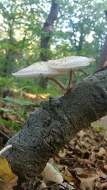 Close-up of tree trunk in forest