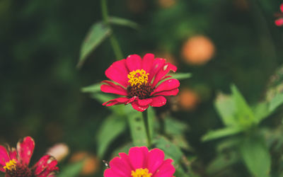 Close-up of pink flower