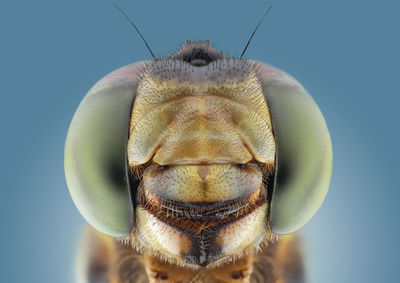 Macro shot of insect against blue sky