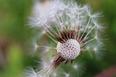 Close-up of dandelion flower