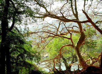 Low angle view of trees in forest