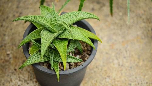 High angle view of potted plant