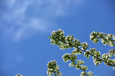 Low angle view of flowering plant against blue sky