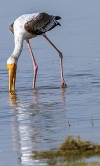 Bird drinking water in a lake