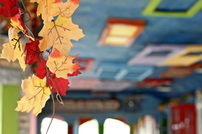 Close-up of maple leaves against sky