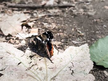 Close-up of butterfly on ground