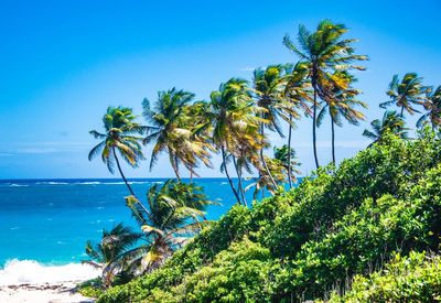 Trees on beach against blue sky