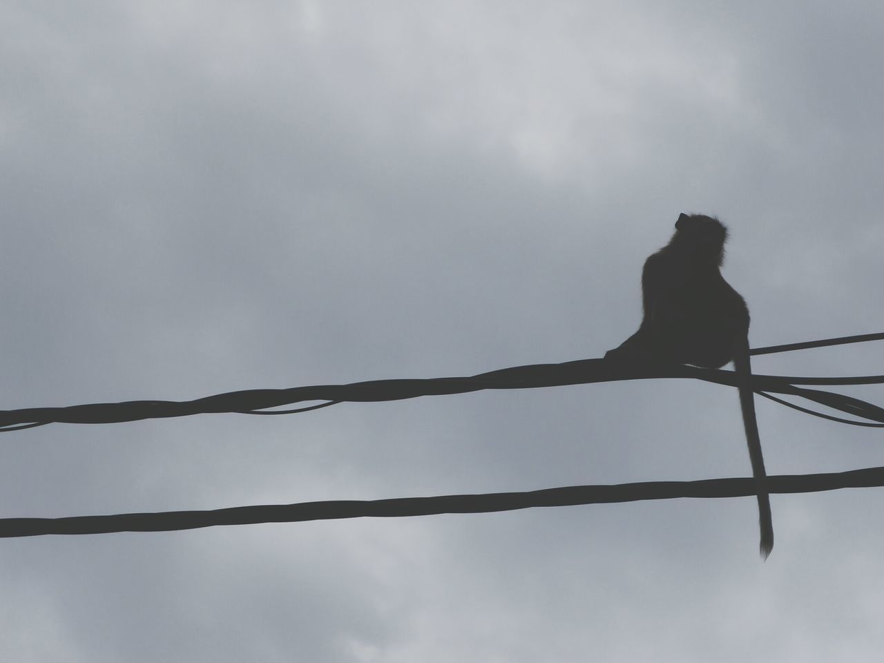 animal themes, sky, low angle view, one animal, fence, perching, bird, cloud - sky, silhouette, wildlife, animals in the wild, protection, nature, safety, outdoors, no people, day, metal, cloud, cloudy