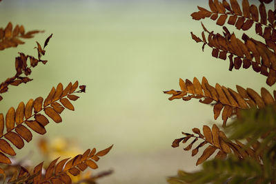 Low angle view of plant against sky