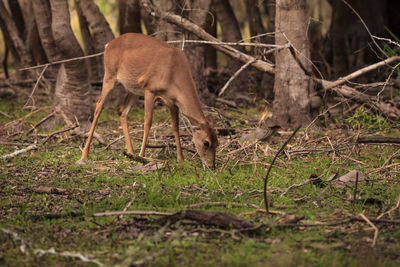 White-tailed deer odocoileus virginianus forages for clover in the wetland 