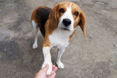 High angle portrait of dog standing outdoors