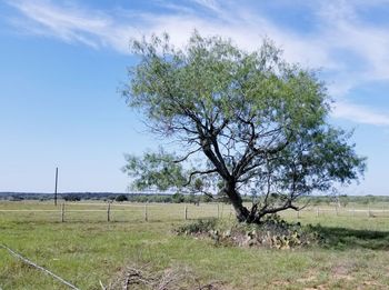 View of tree on field against sky