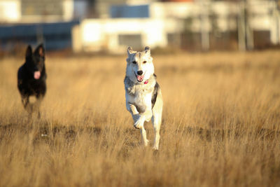 Dog running in a field