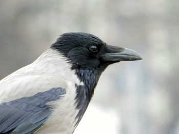 Close-up of crow