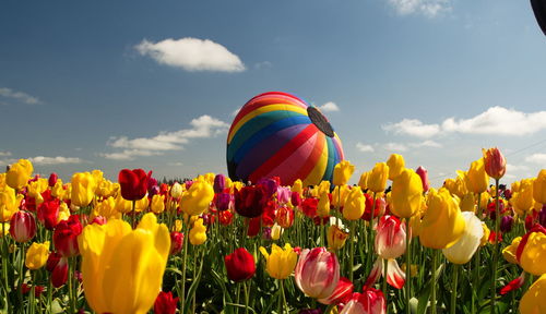 Multi colored tulips in field against sky