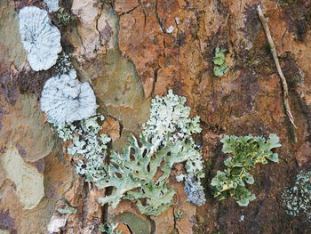 Close-up of lichen on tree trunk