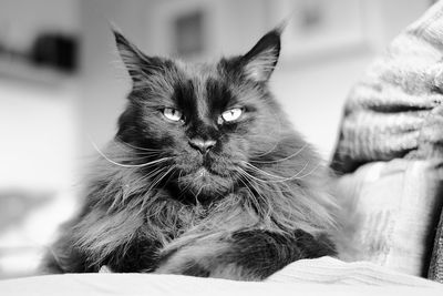 Close-up portrait of a smoke cat