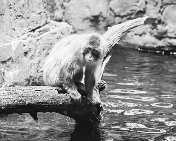 Close-up of monkey sitting on tree