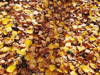 High angle view of yellow maple leaves